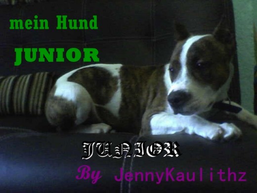 El mejor perro del mundo x) El mejor perro del mundo x)